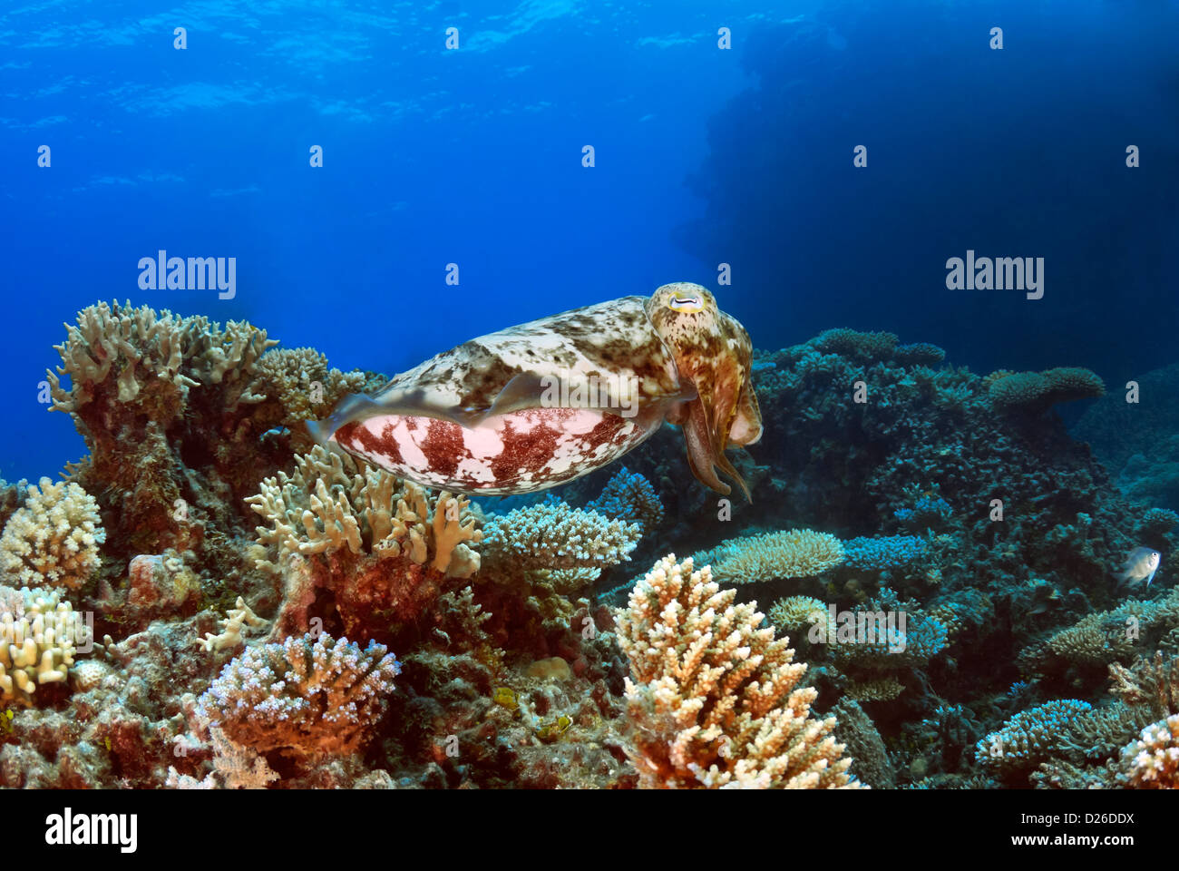 Roadclub Seppie (Sepia latimanus). Flynn Reef, Coral Sea, della Grande Barriera Corallina, Oceano Pacifico, Queensland, Australia Foto Stock