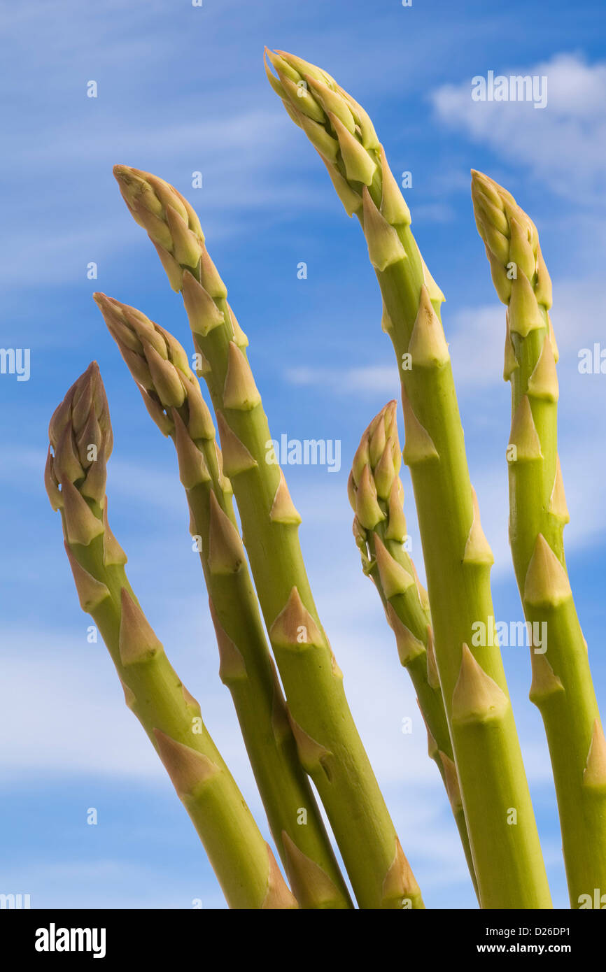 Gli asparagi Spears Foto Stock