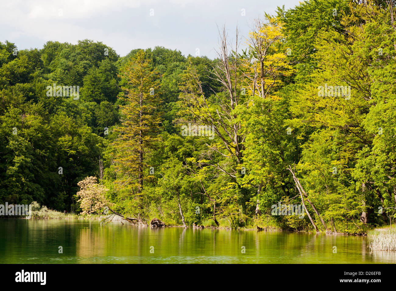 I Laghi di Plitvice nel Parco Nazionale Plitvicka Jezera. I laghi sono un sarebbe UNESCO Patrimonio dell'Umanità. Europa e Sud Croazia Foto Stock