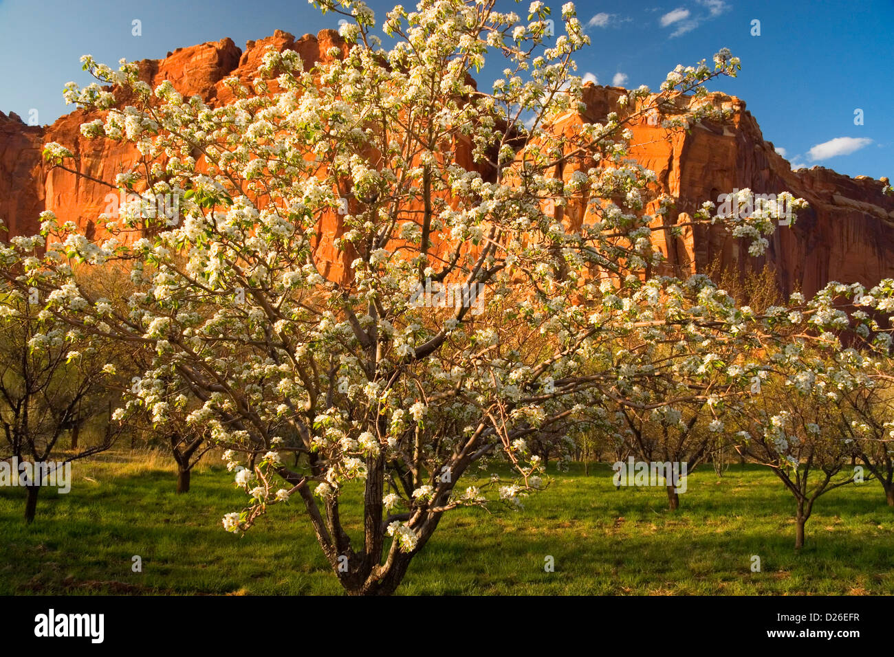 Parco nazionale di Capitol Reef Orchard Foto Stock