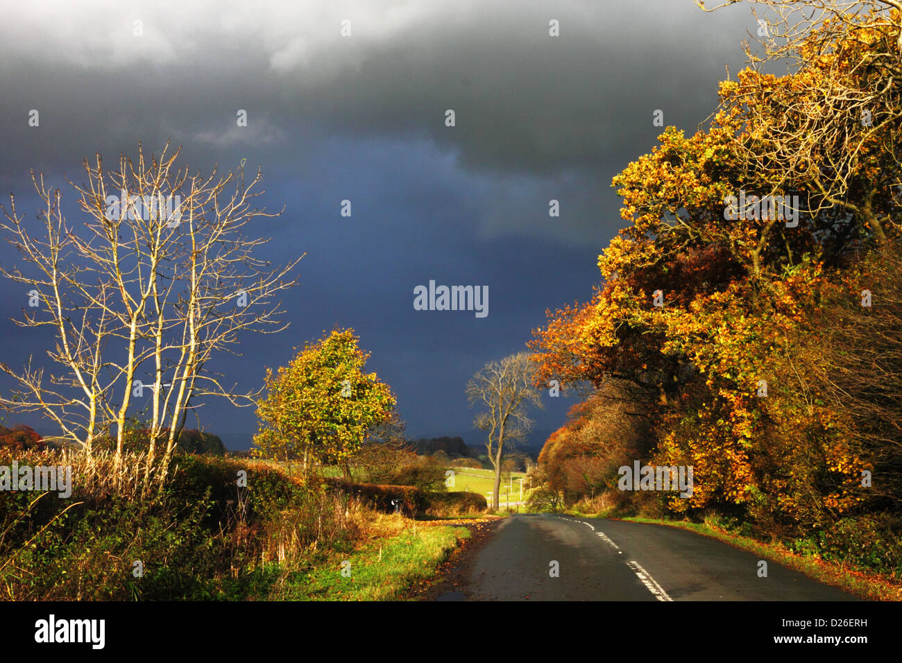Cielo scuro e in autunno si accende di luce alberi vicino a Newton-in-Bowland. Foto Stock