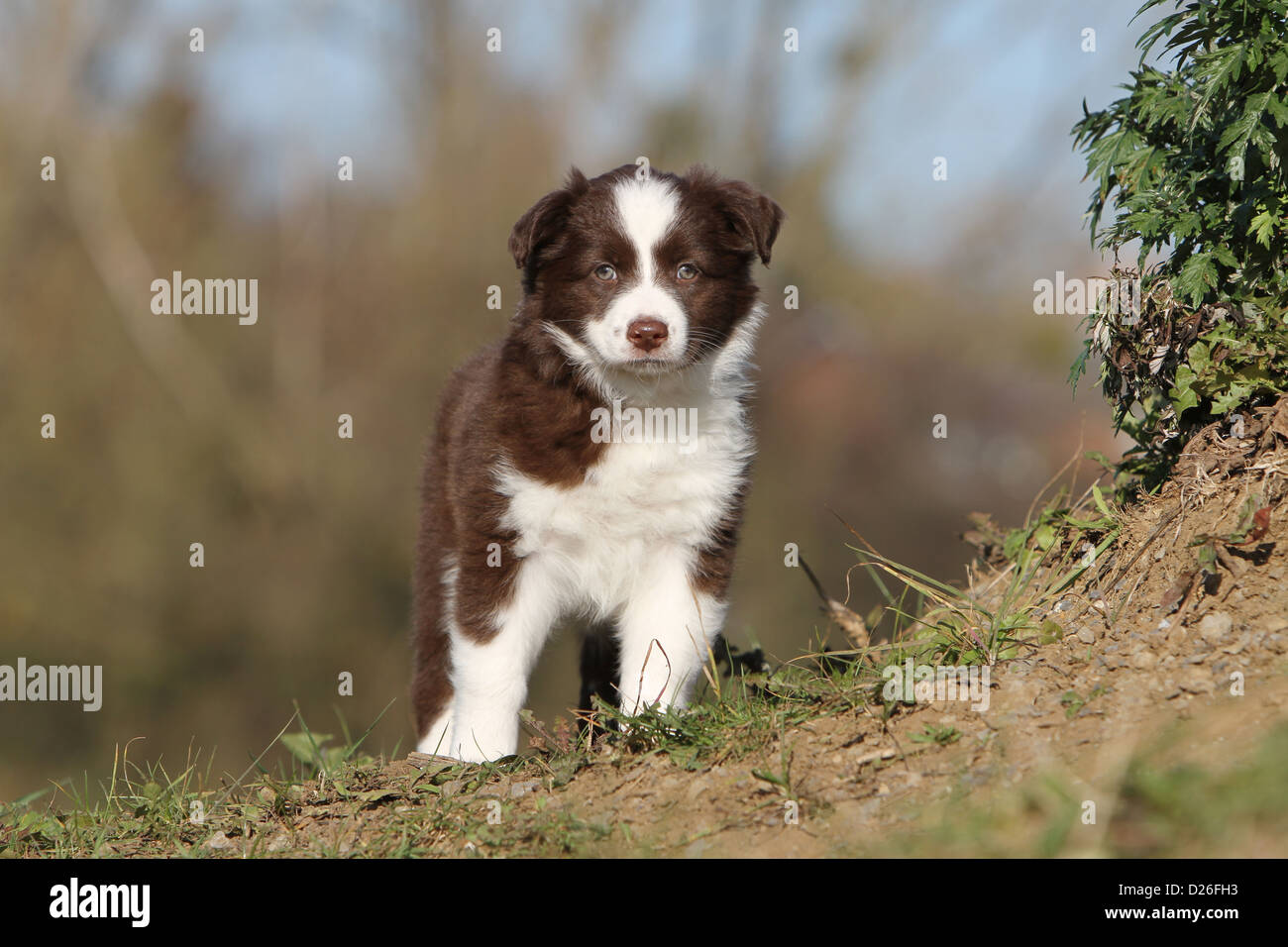 Cane pastore australiano / Aussie cucciolo (rosso tricolore) faccia permanente Foto Stock