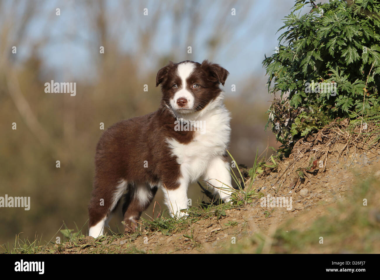 Cane pastore australiano / Aussie cucciolo (rosso tricolore) Profilo permanente Foto Stock