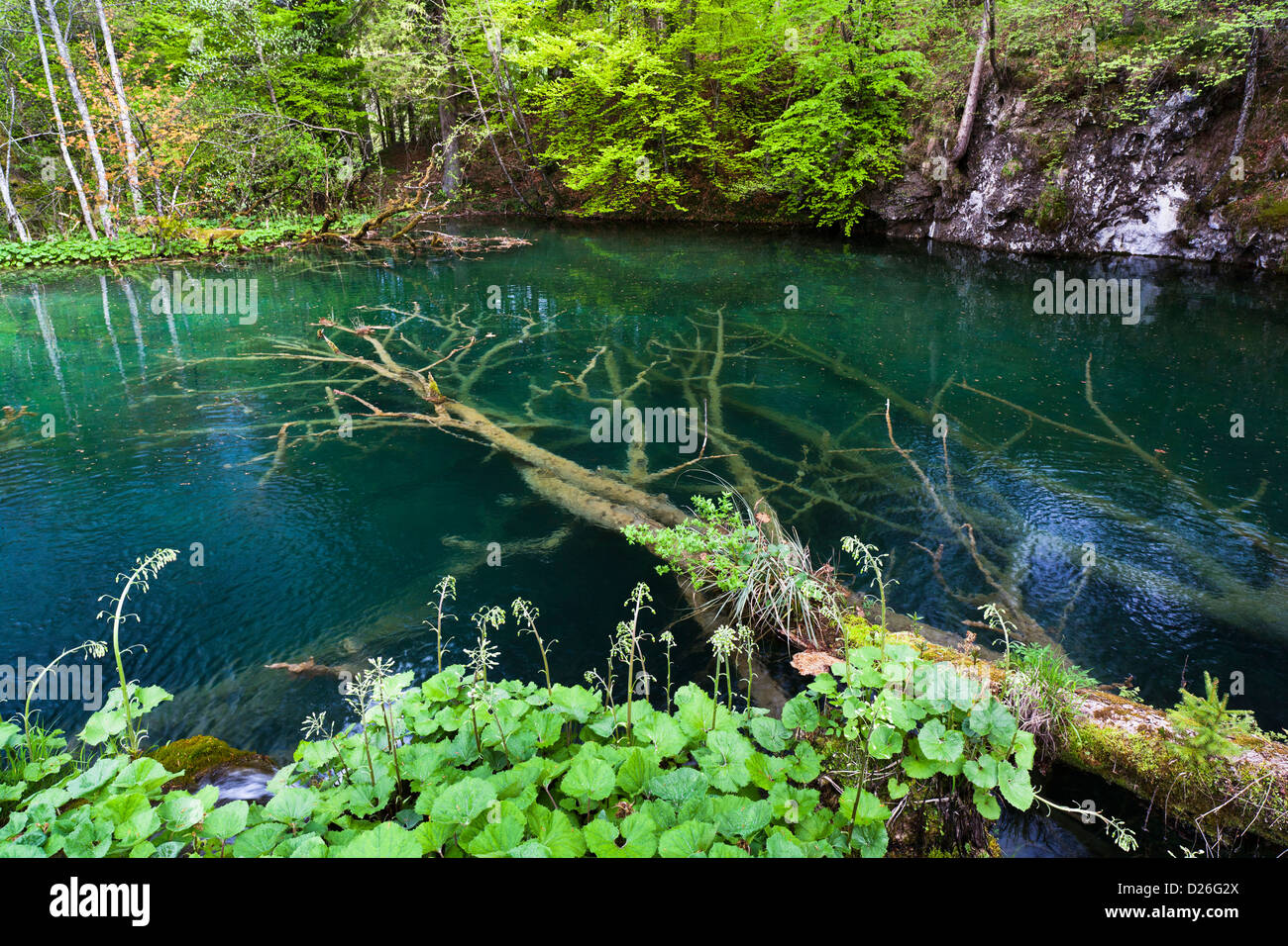 I Laghi di Plitvice nel Parco Nazionale Plitvicka Jezera in Croazia. I laghi superiori, piccoli stagni. Europa e Sud Croazia Foto Stock