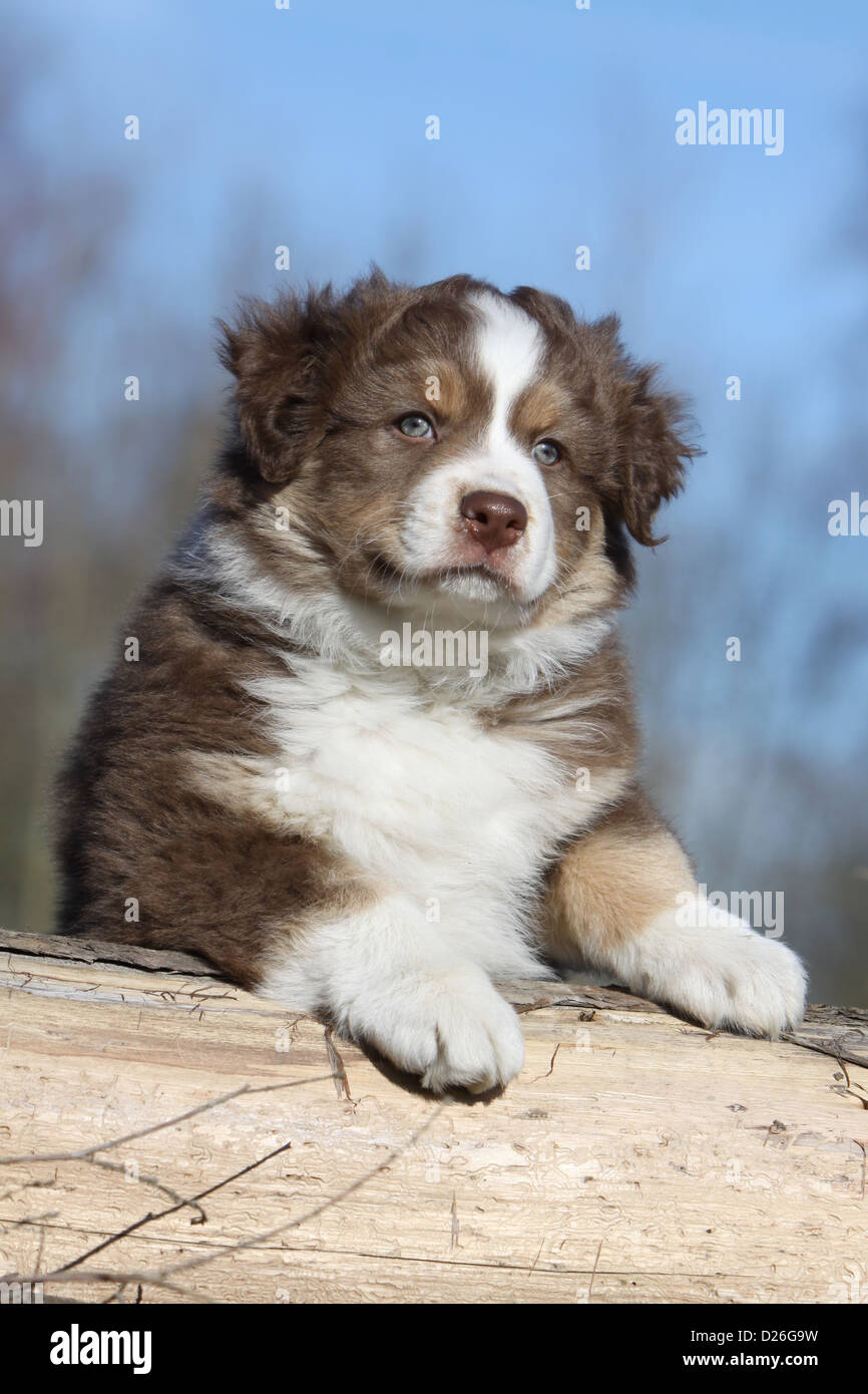 Cane pastore australiano / Aussie cucciolo (rosso tricolore) giacente su di un legno Foto Stock