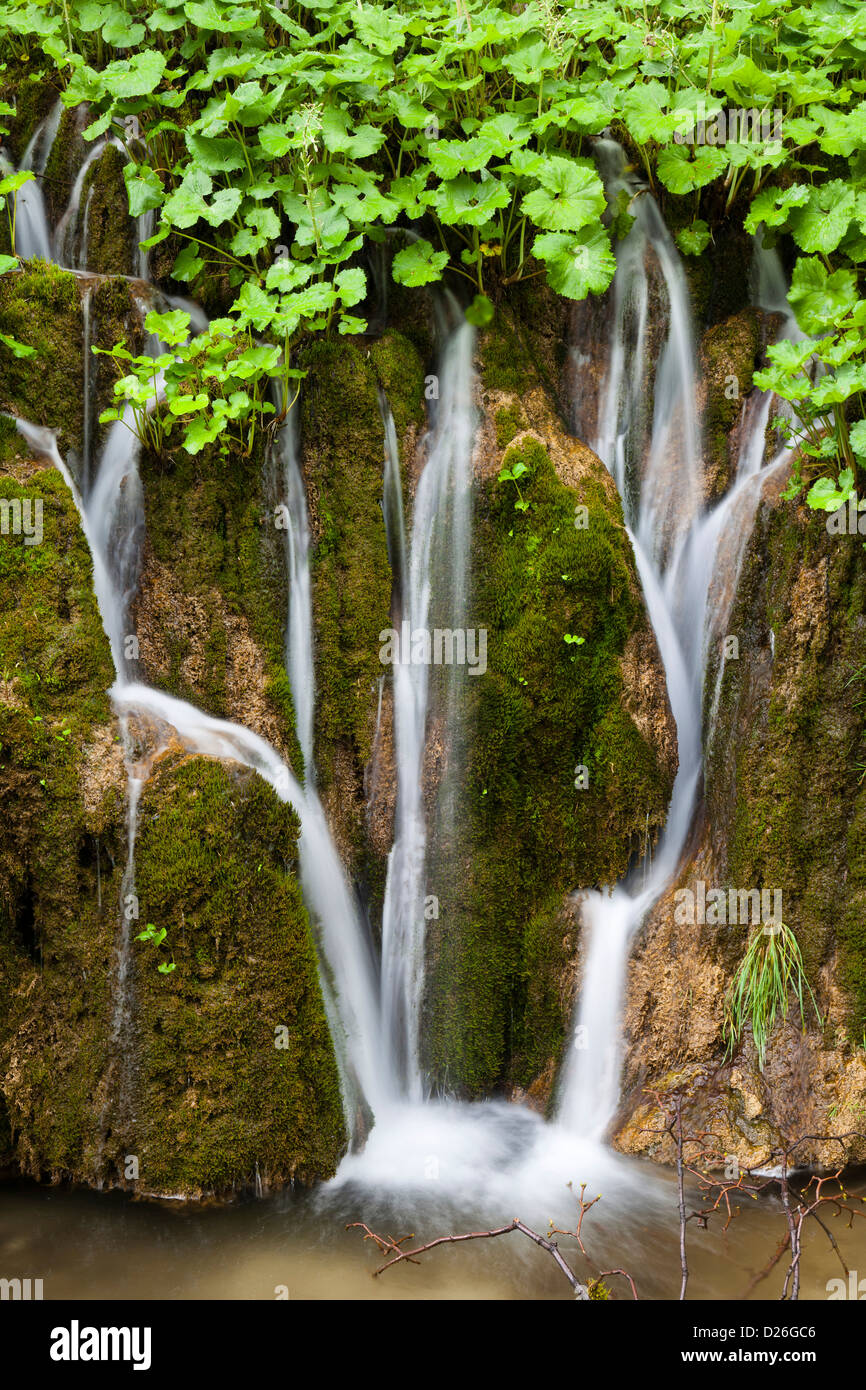 I Laghi di Plitvice nel Parco Nazionale Plitvicka Jezera. I laghi superiori, cascate con butterbur in primavera. L'Europa, Croazia Foto Stock