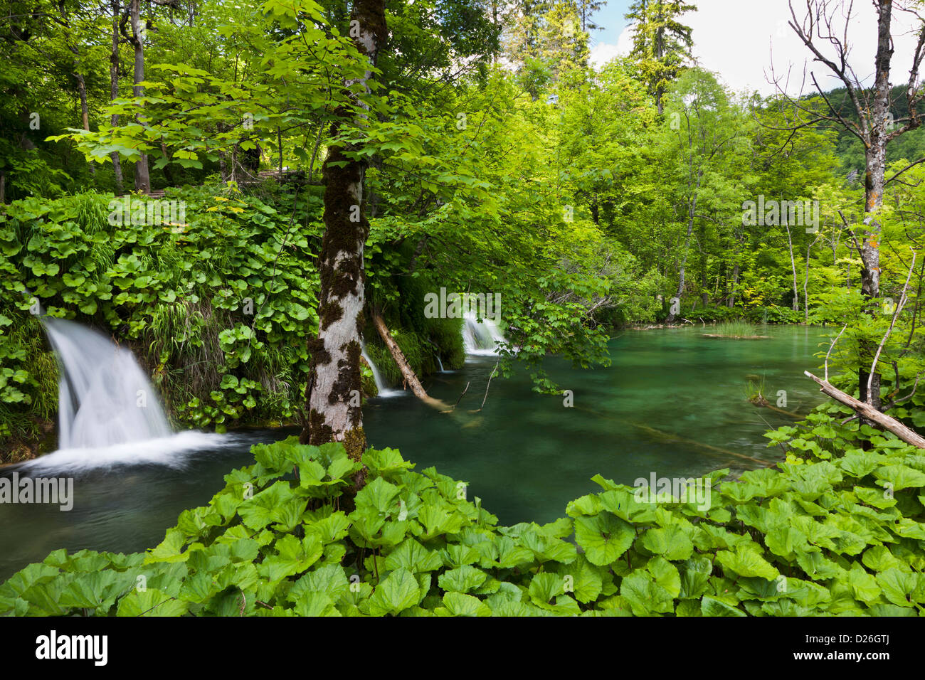 I Laghi di Plitvice nel Parco Nazionale Plitvicka Jezera. I laghi superiori, laghetti e cascate. Europa e Sud Croazia Foto Stock
