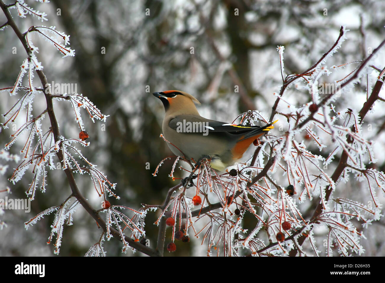 Bohemian waxwing nella struttura ad albero in inverno Foto Stock