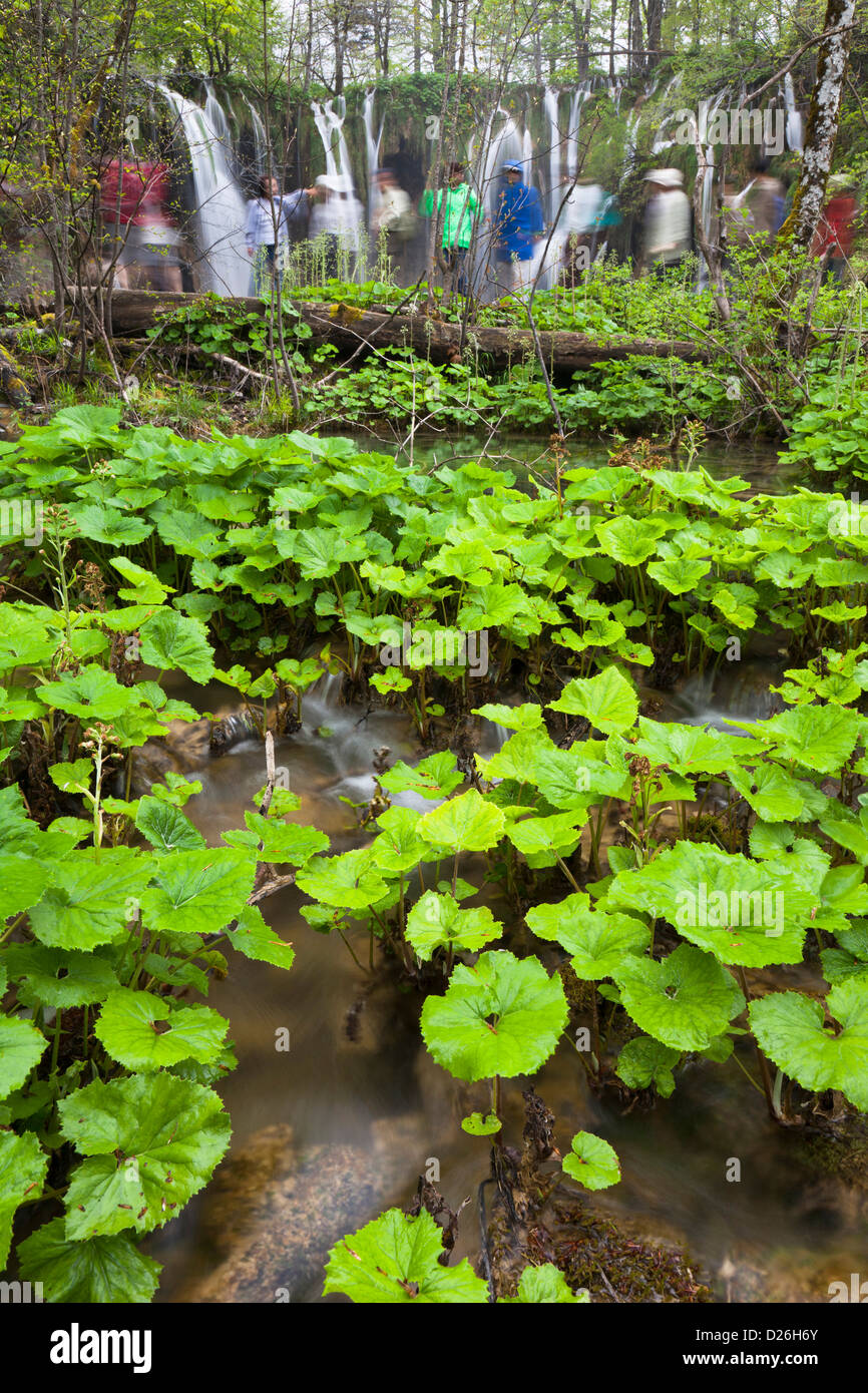 I Laghi di Plitvice nel Parco Nazionale Plitvicka Jezera in Croazia. Visitatori sul listone sentieri del parco nazionale. Foto Stock