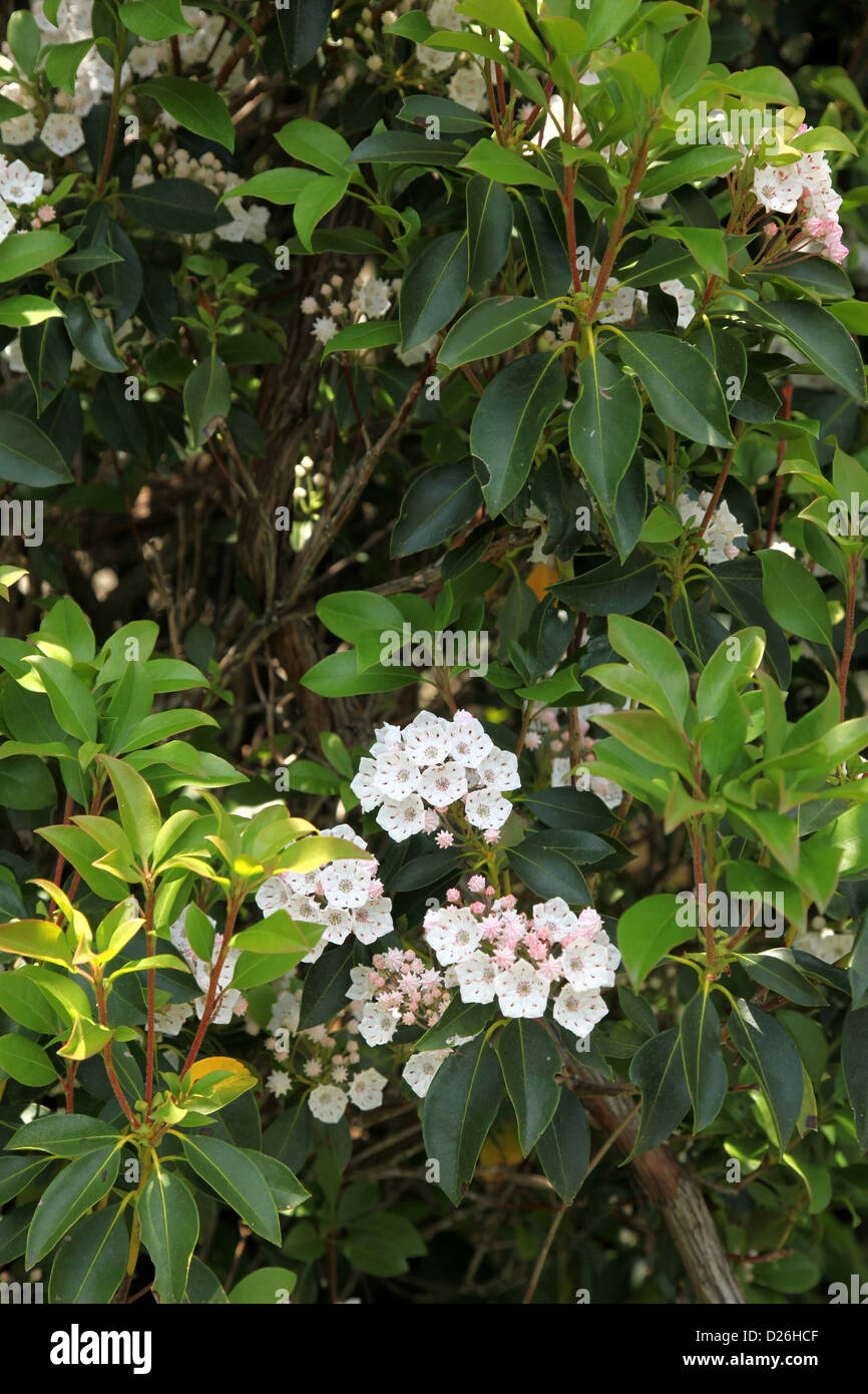 Mountain laurel Shenandoah Parco Nat Foto Stock