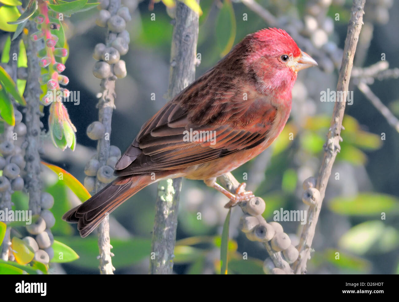 Finch viola arroccato tra i frutti di bosco, testa rossa di lampone e petto in contrasto con le ali marroni. Una foresta colorata di songbird. Haemorhous purpureu Foto Stock