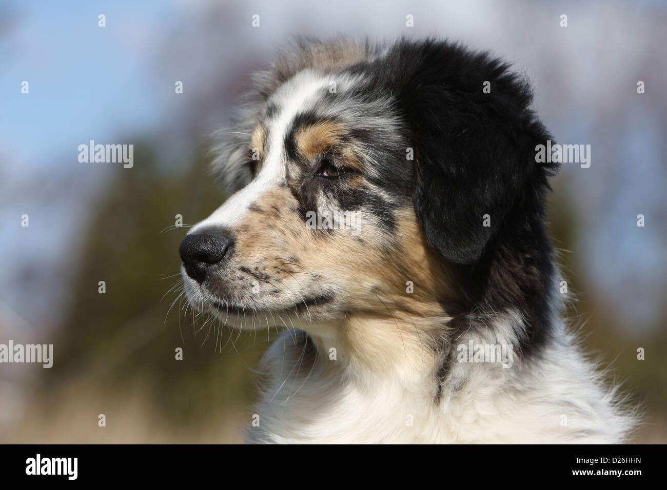 Cane pastore australiano / Aussie cucciolo (blue merle) profilo verticale Foto Stock