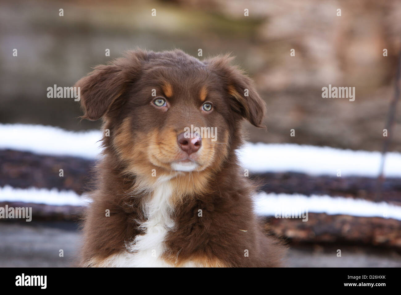 Cane pastore australiano / Aussie cucciolo (rosso tricolore) ritratto Foto Stock