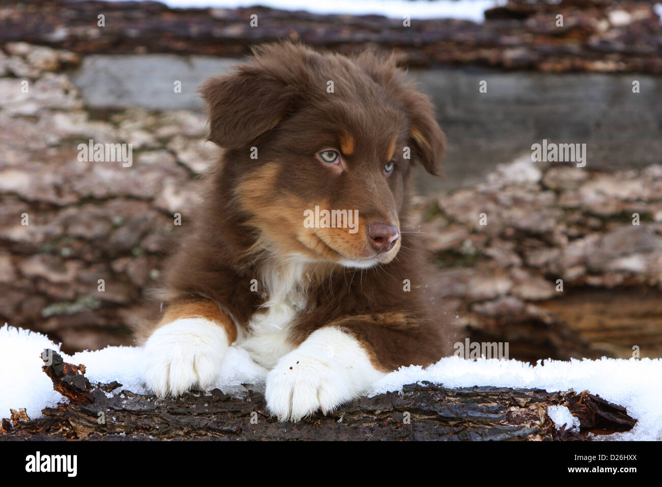 Cane pastore australiano / Aussie cucciolo (rosso tricolore) giacente nella neve Foto Stock