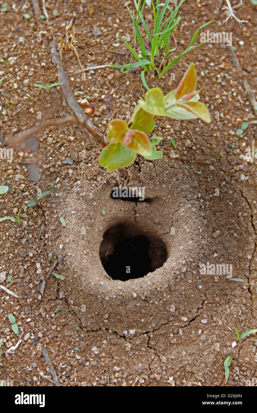 Architettura trebbiatrice animale formiche nido, Satara, Maharashtra, India Foto Stock