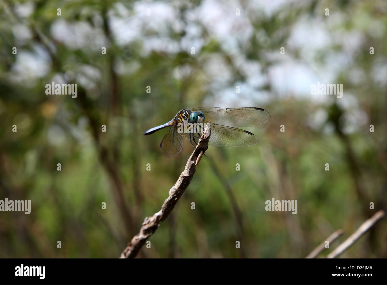 Blu Turchese dragonfly sul ramo Foto Stock