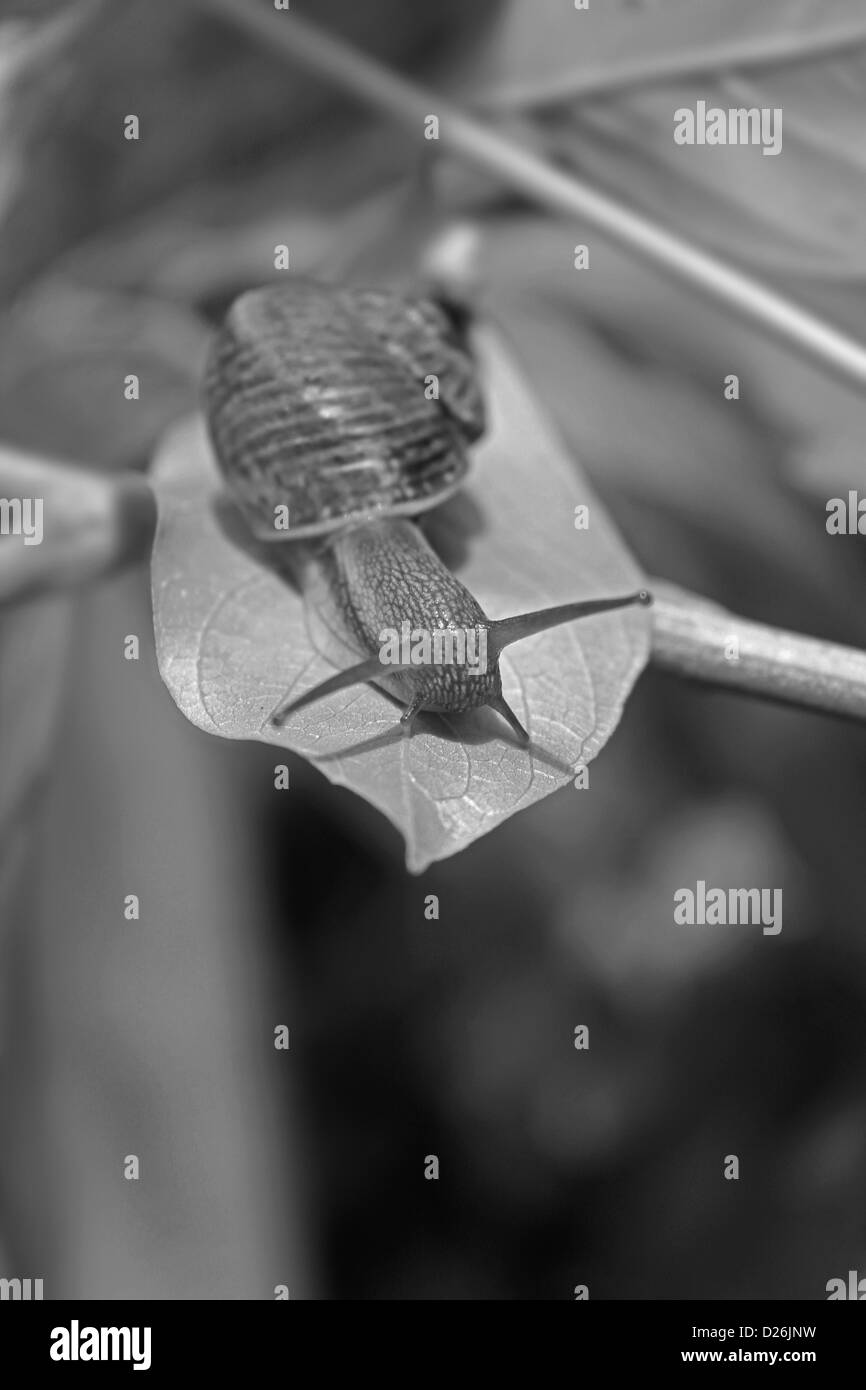 Helicidae, romano, lumaca lumaca commestibili, vigneto lumaca, Helix aperta, scavando va a passo di lumaca Foto Stock
