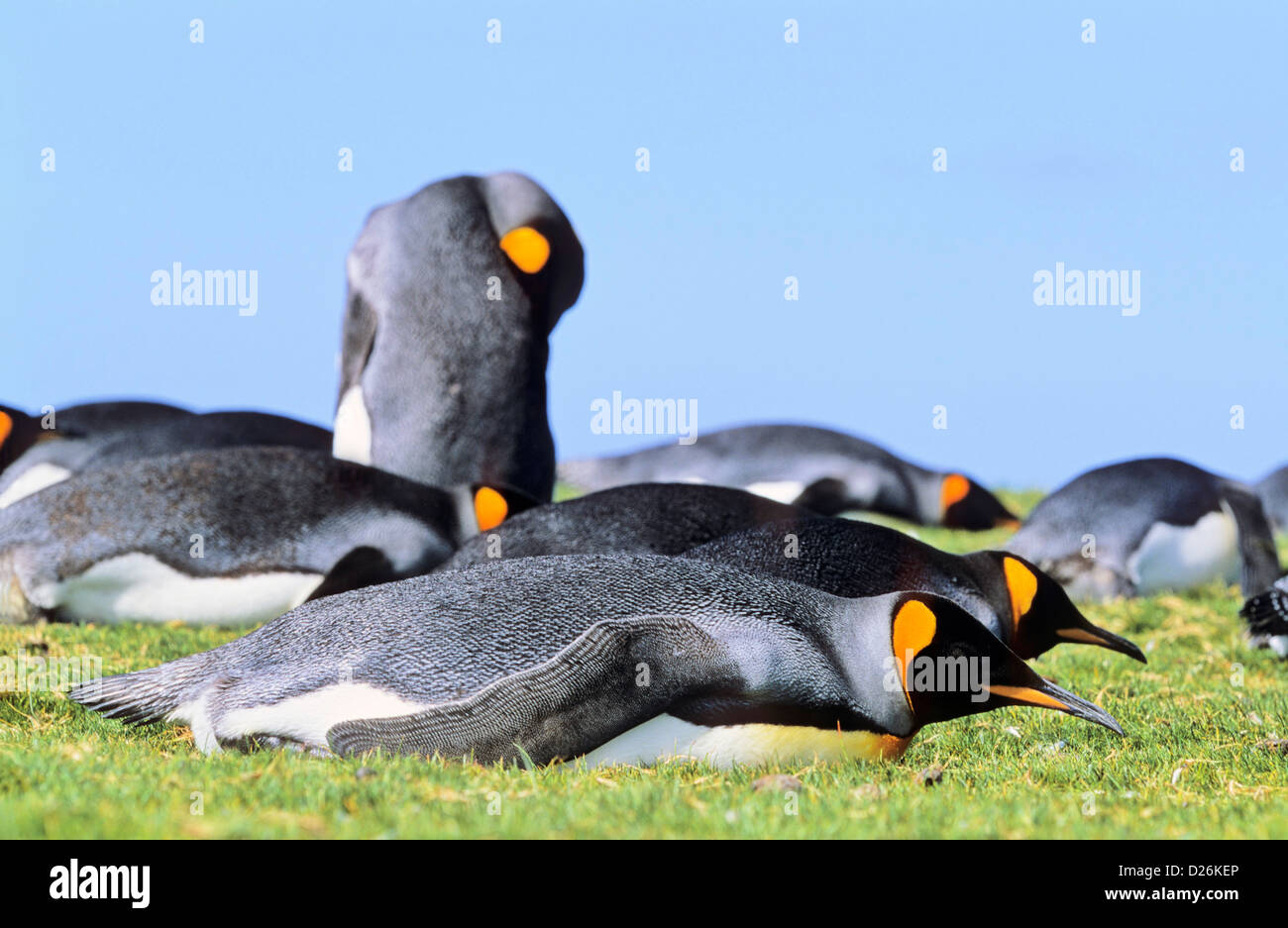 L'Antartide, Isole Falkland, pinguini Foto Stock
