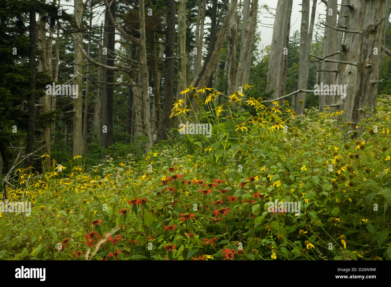 Dead Fraser abeti, fiori di campo Foto Stock