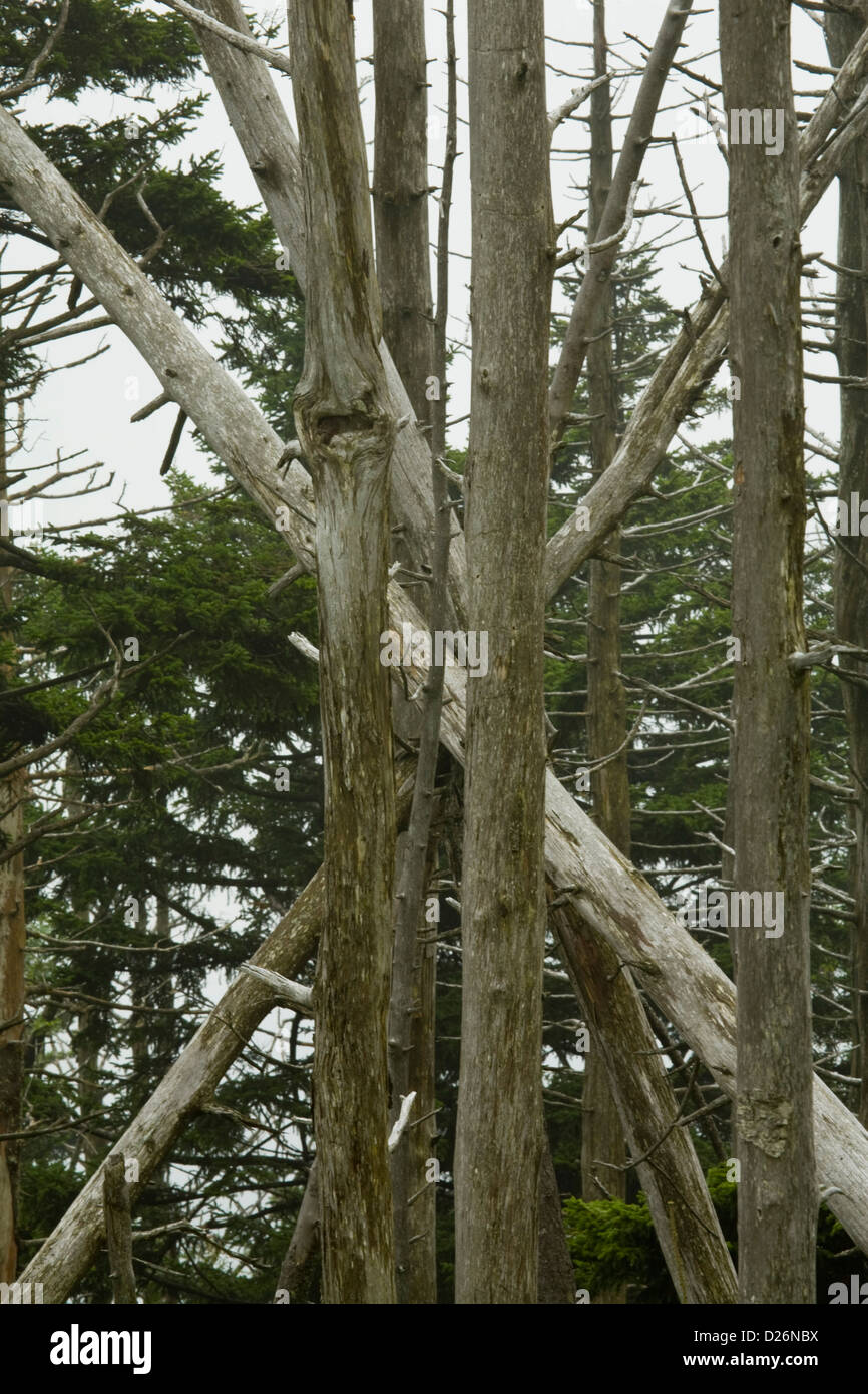 Dead Fraser abeti, Clingmans Dome Foto Stock