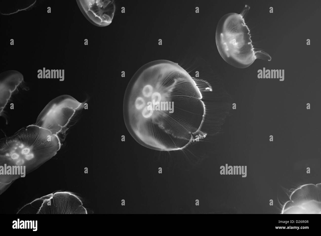 Trasparente jelly fish nuoto Foto Stock