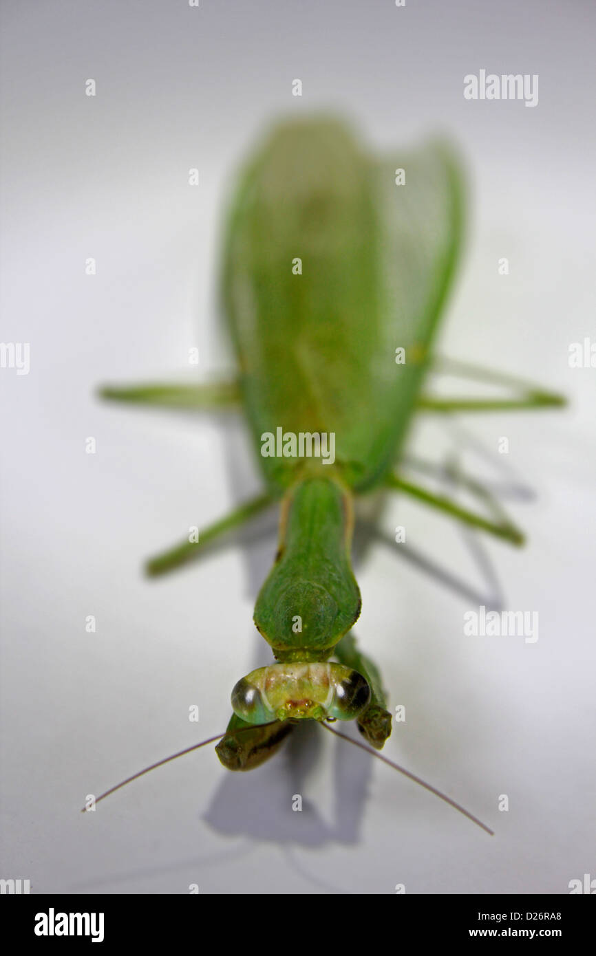 Ministralis Orthodera, Giardino Mantis, Australian Green Mantis Foto Stock