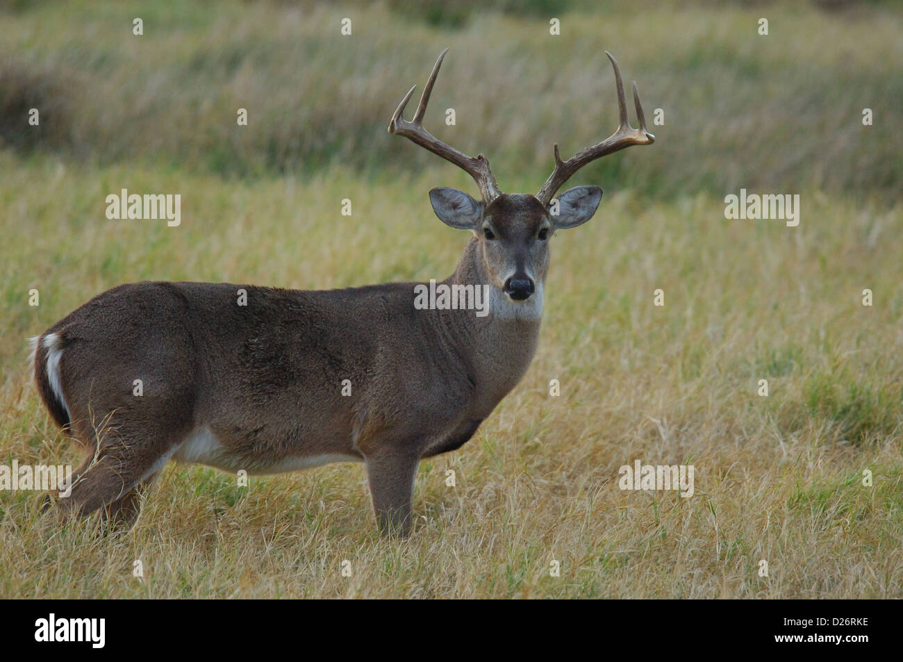 Un trofeo culbianco buck deer (Odocoileus virginianus) vicino Tilden Texas Foto Stock