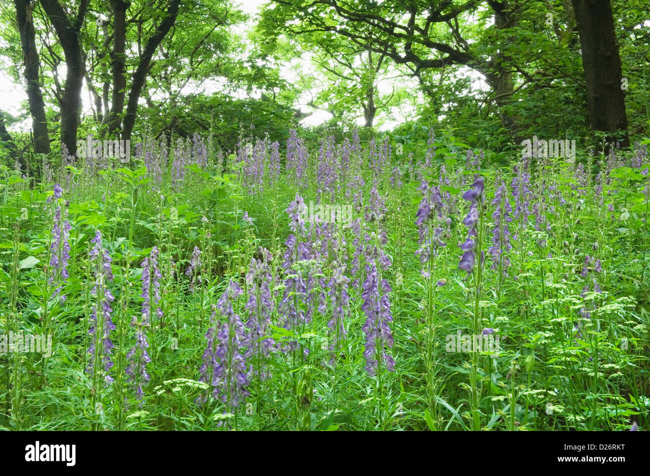 Binsgarth boschi, vicino Finstown, Orkney Islands, Scozia. Foto Stock