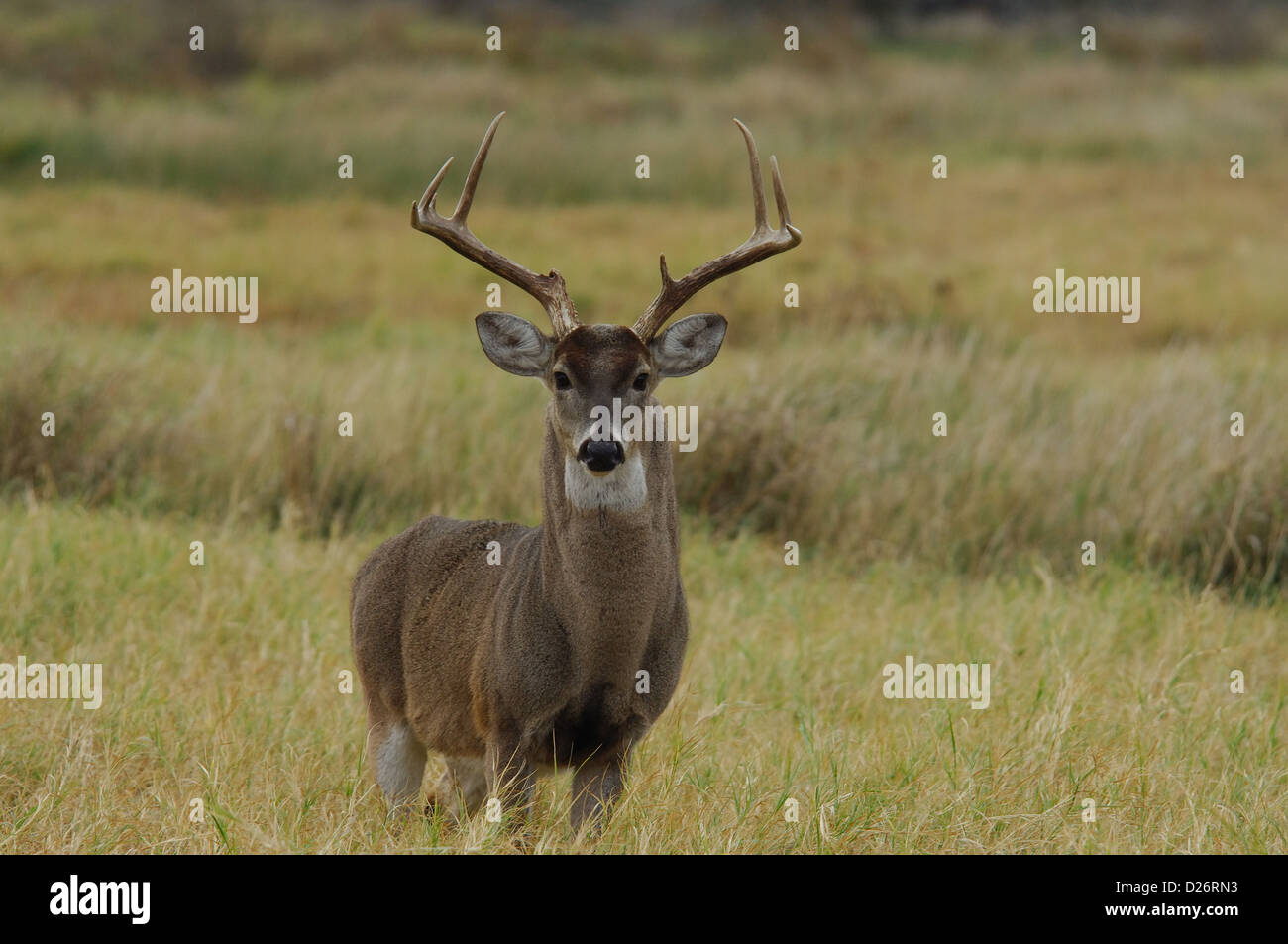 Un trofeo culbianco buck deer (Odocoileus virginianus) vicino Tilden Texas Foto Stock