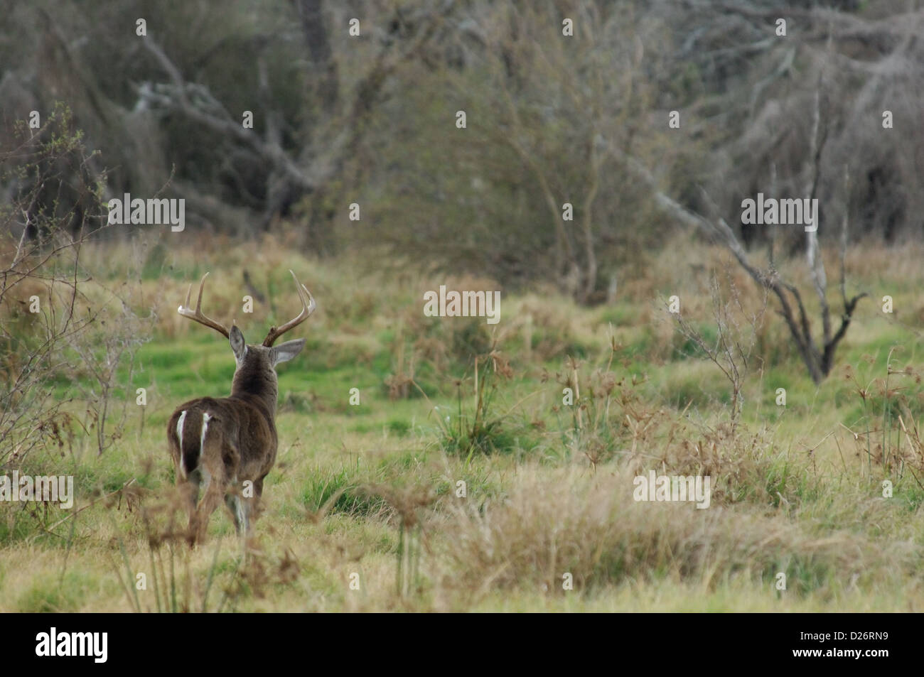 Un trofeo culbianco buck deer (Odocoileus virginianus) vicino Tilden Texas Foto Stock