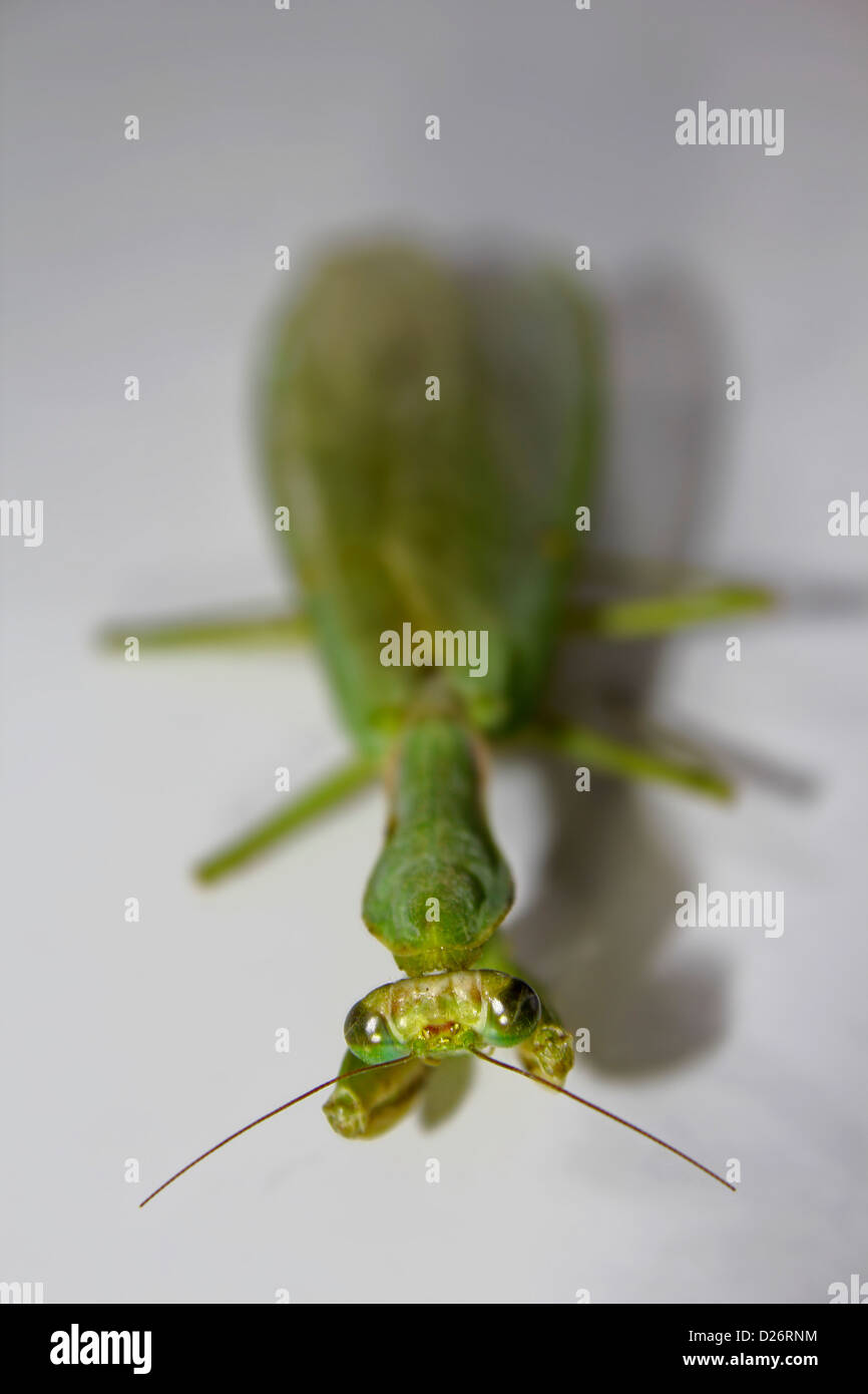 Ministralis Orthodera, Giardino Mantis, Australian Green Mantis Foto Stock