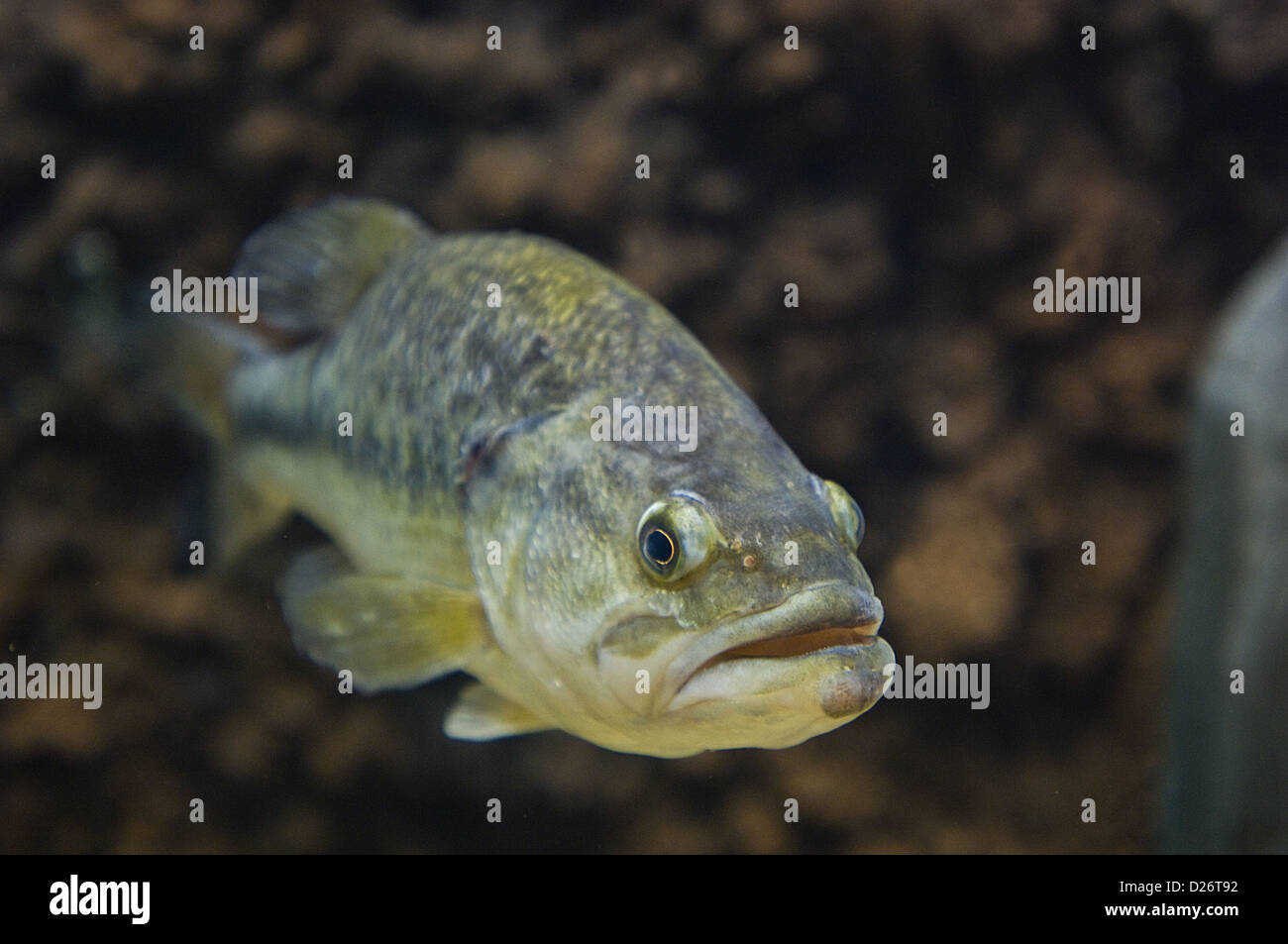 Largemouth bass (micropterus salmoides) sott'acqua Foto Stock