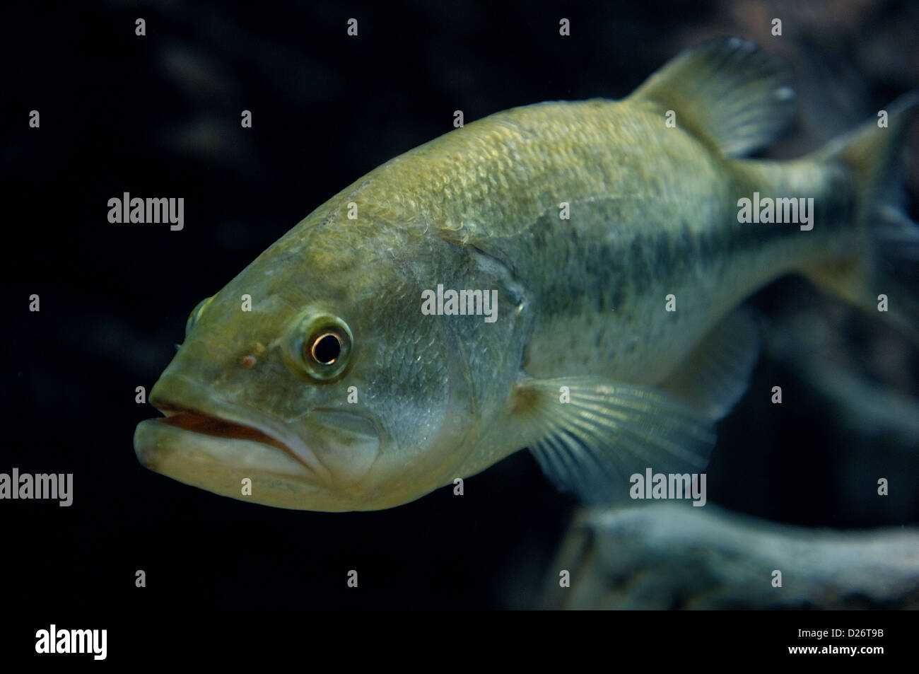 Largemouth bass (micropterus salmoides) sott'acqua Foto Stock