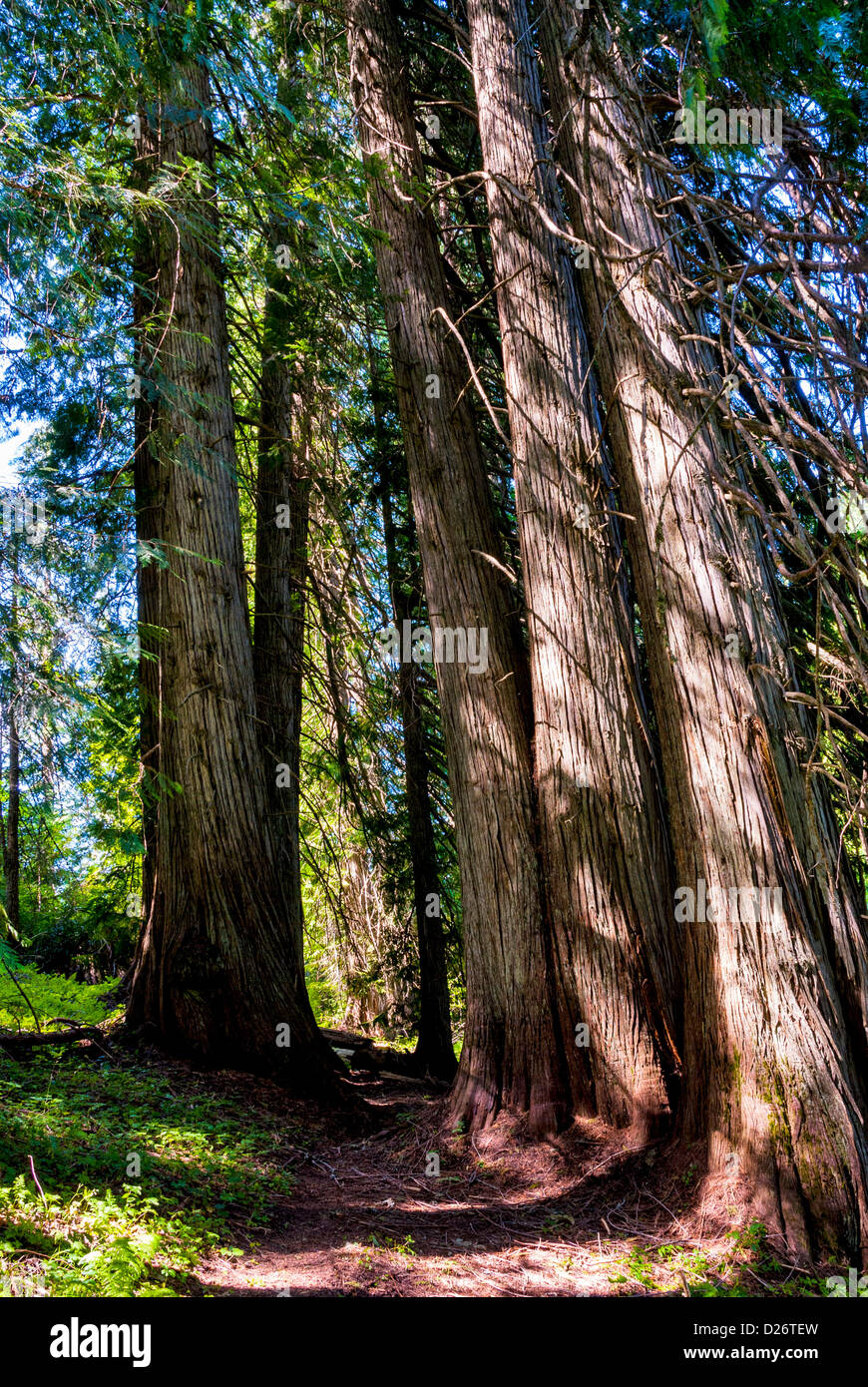 La foresta vergine di alberi di cedro e trail Foto Stock