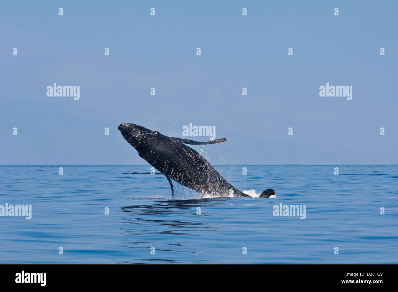 Humpback Whale (Megaptera novaeangliae) violare vicino a Maui, Hawaii Foto Stock