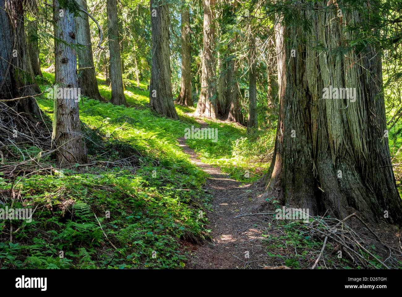 La sporcizia il percorso si snoda attraverso una foresta Foto Stock