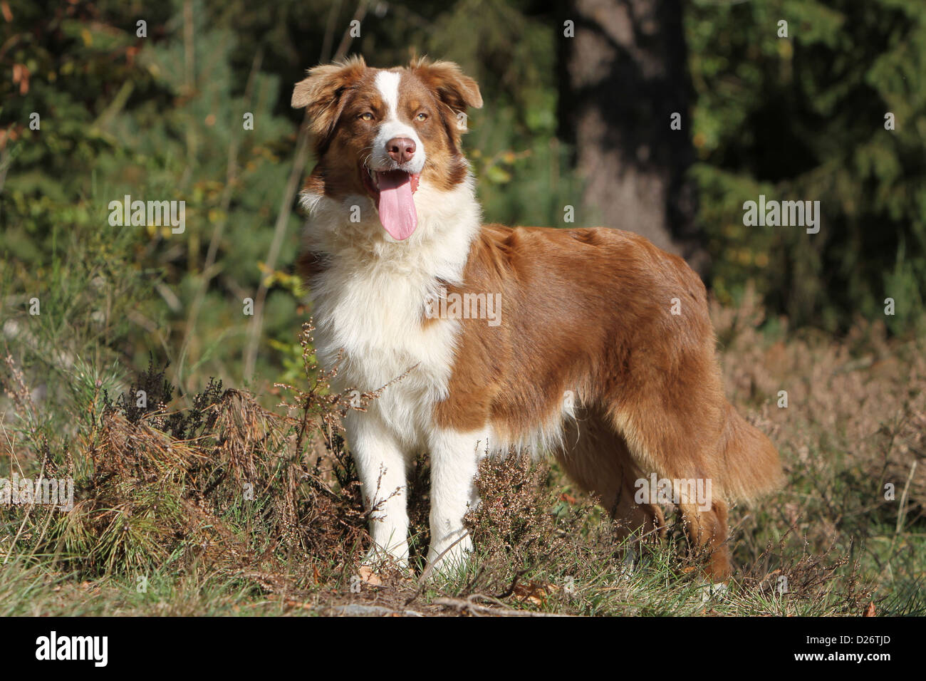 Cane pastore australiano / Aussie permanente per adulti tricolore rosso Foto Stock