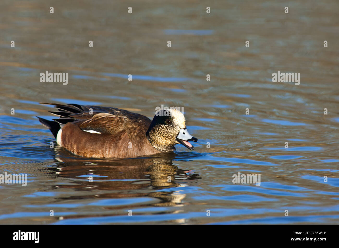 American wigeon (Anas americana) drake, Austin in Texas Foto Stock