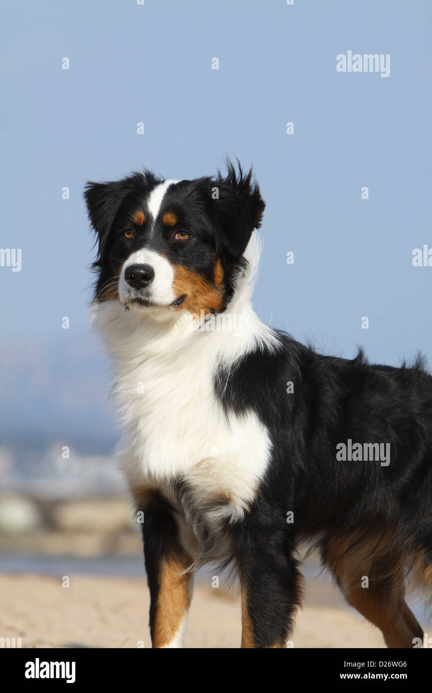 Cane pastore australiano / Aussie ritratto adulti tricolore nero Foto Stock