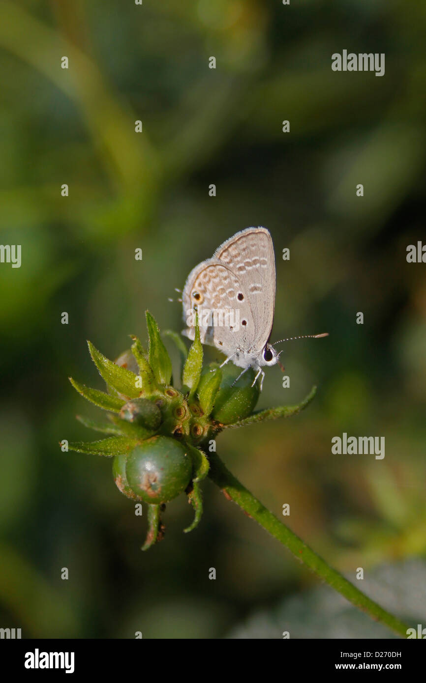 Close up Chilades pandava pandava 's piccola butterfly, Chilades pandava pandava Foto Stock