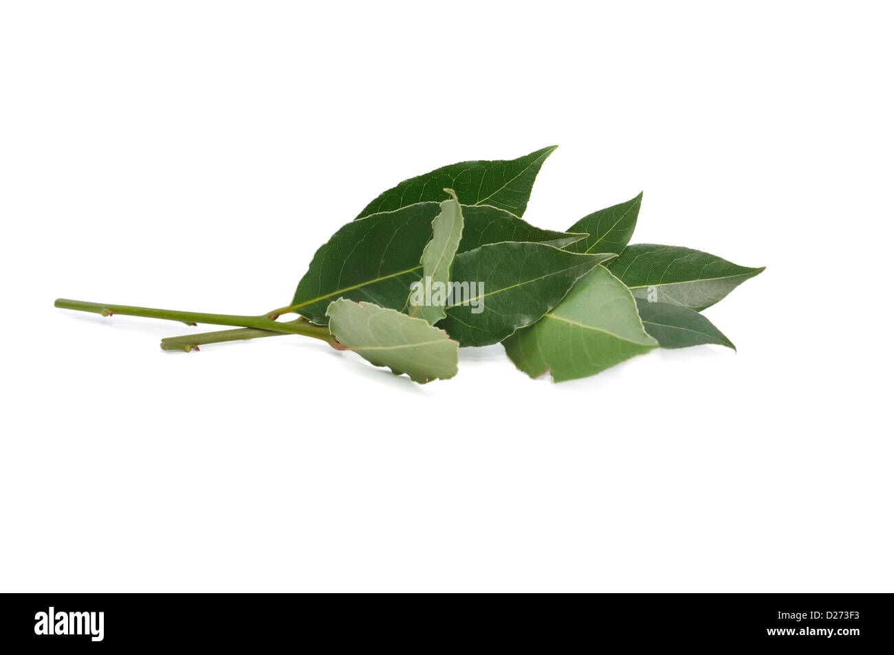 Mazzetto di fresche foglie di alloro isolati su sfondo bianco Foto Stock
