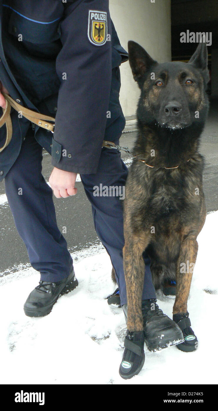 (Documento) una dispensa di polizia datato 15 gennaio 2013 mostra il tedesco federale di polizia olandese cane pastore "Rico" indossando scarpe speciali sulle sue zampe di Brema, Germania. Le scarpe speciali sono destinati a proteggere le zampe dei cani di polizia dove vi è spesso un vetro rotto e altri oggetti appuntiti. Foto: COOPERAZIONE DI POLIZIA Foto Stock