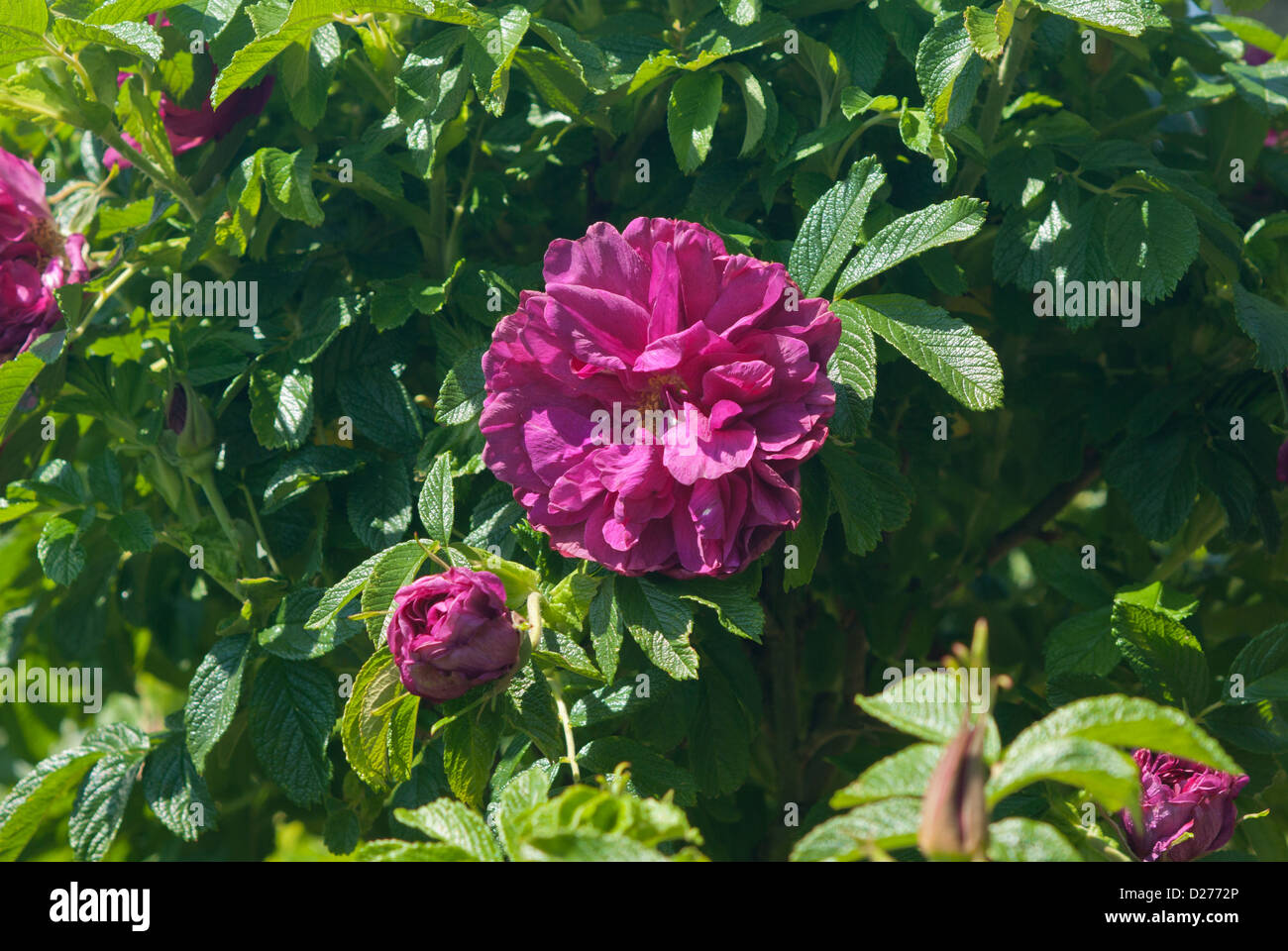 Rose Roseraie del fieno Foto Stock