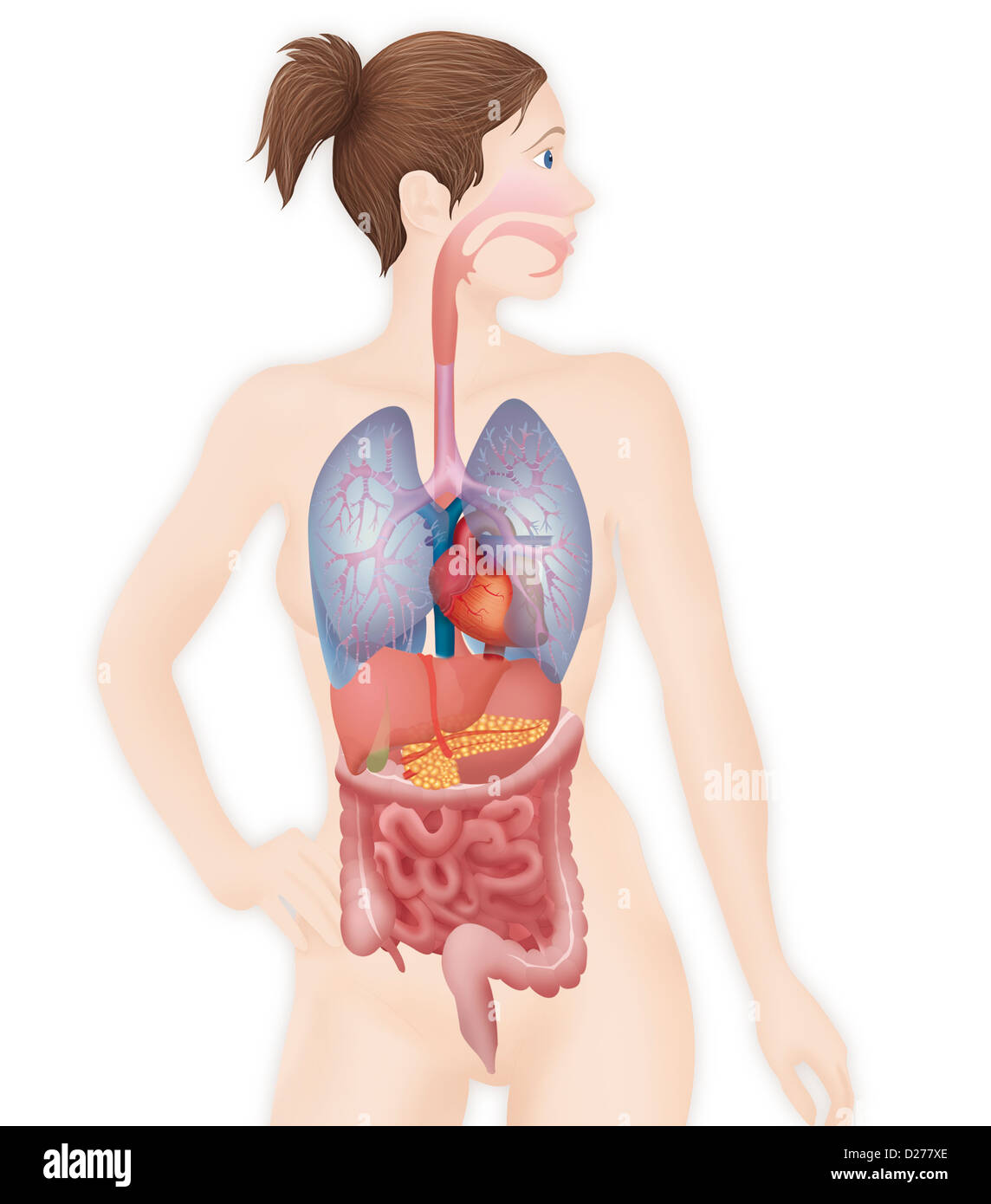 ANATOMIA, TRONCO Foto Stock