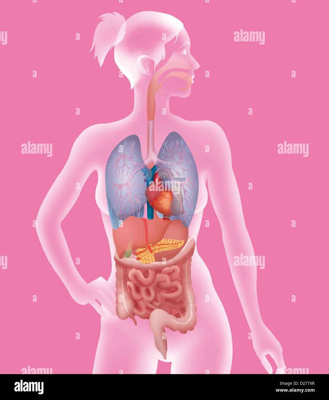 ANATOMIA, TRONCO Foto Stock