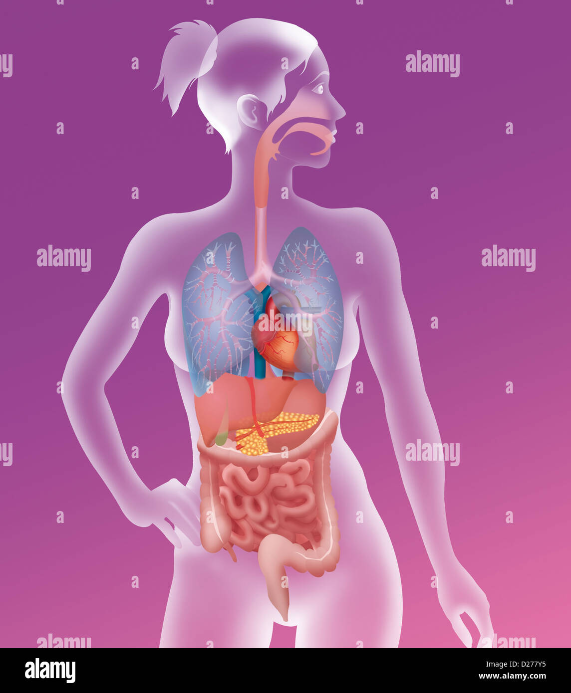 ANATOMIA, TRONCO Foto Stock