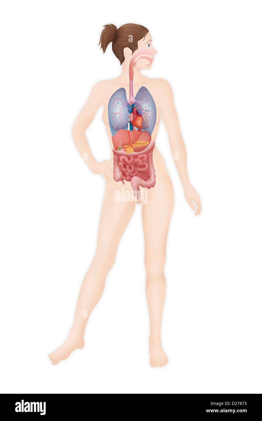 ANATOMIA, TRONCO Foto Stock