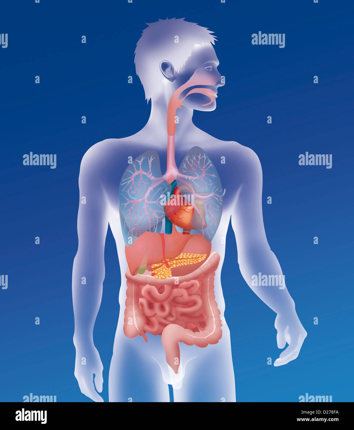 ANATOMIA, TRONCO Foto Stock