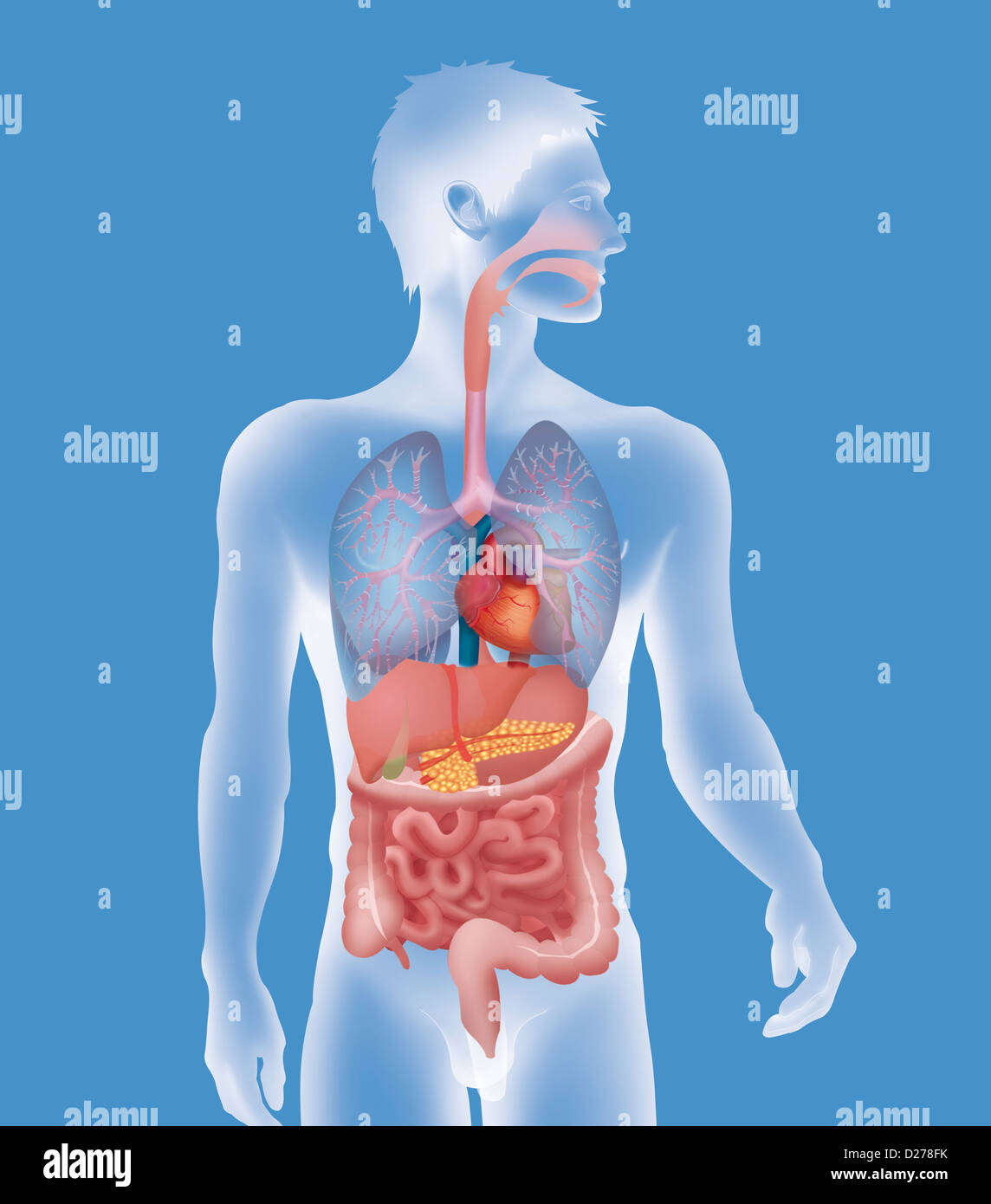 ANATOMIA, TRONCO Foto Stock