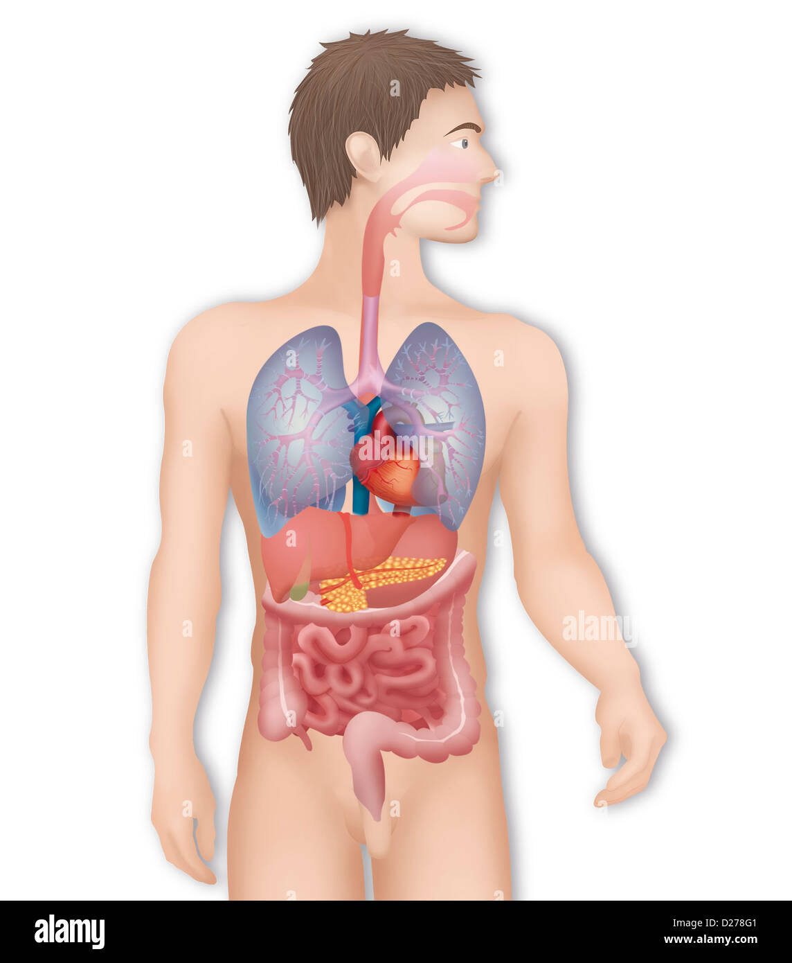 ANATOMIA, TRONCO Foto Stock